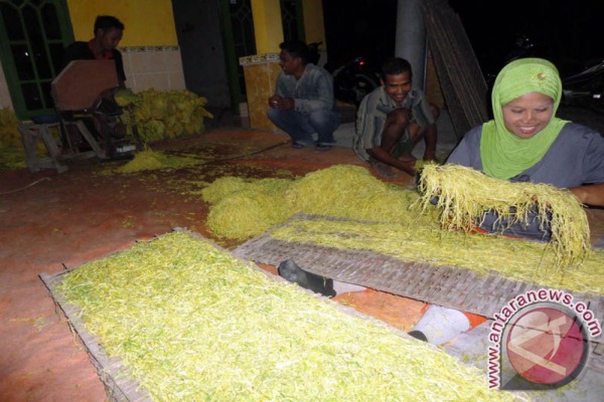 Dishutbun: Harga Tembakau Rajangan Amil Bojonegoro Rp40.000