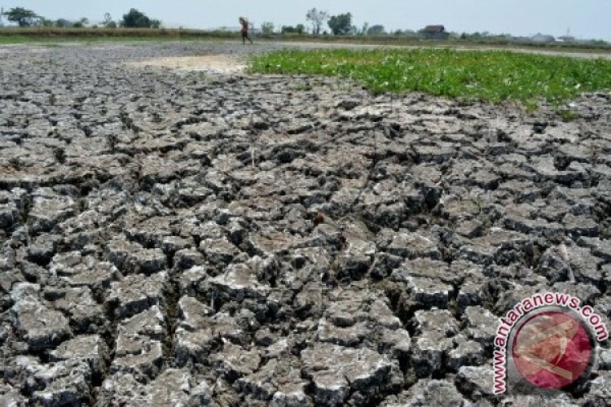 Sumur di batanghari mengering, warga manfaatkan air sumur rawa