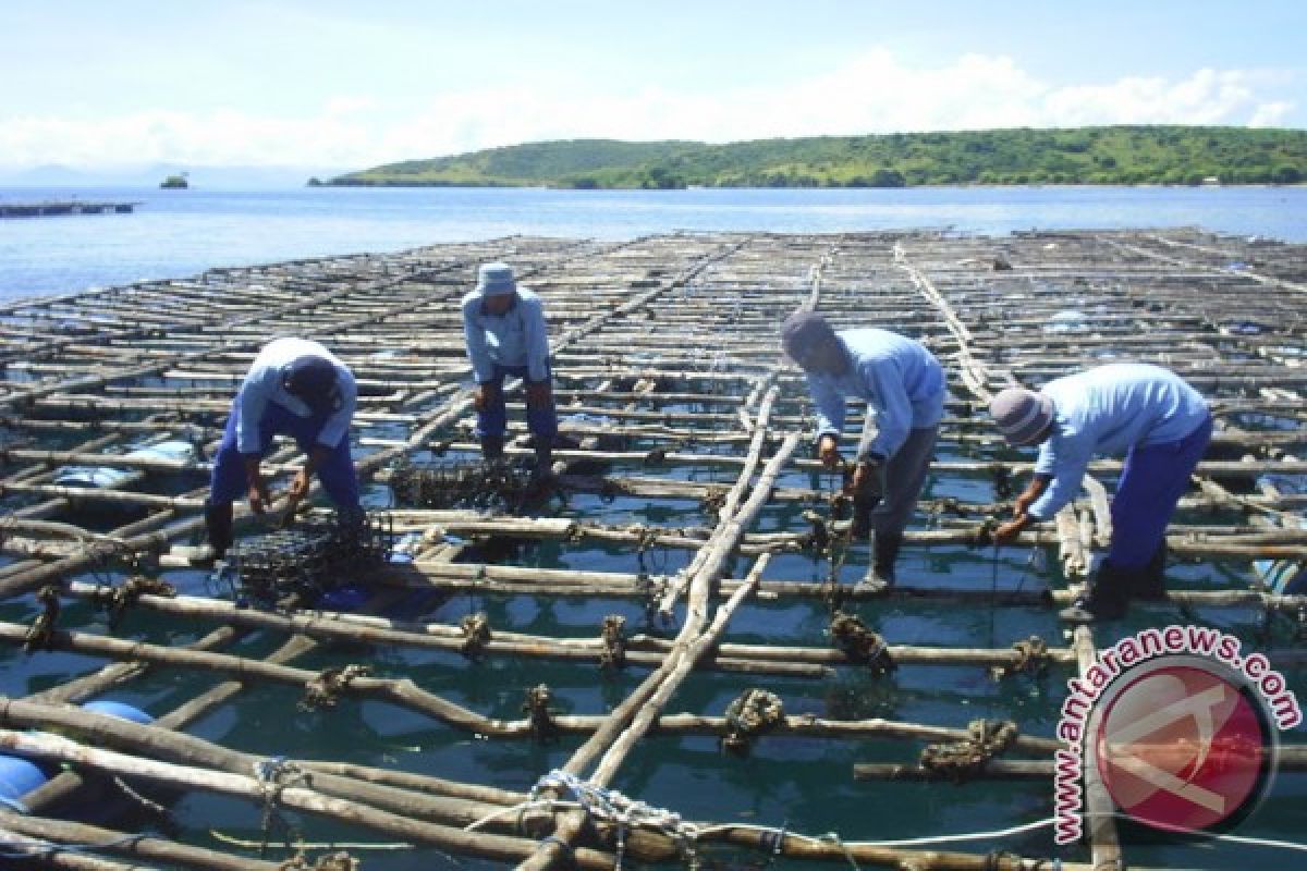 HNSI - PT Timah Tebar Dua Ton Kerang