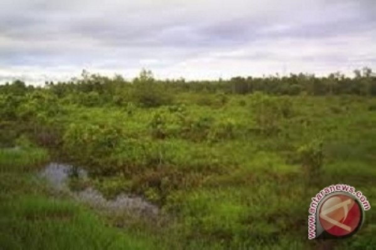 Menjaga lahan gambut tetap basah 