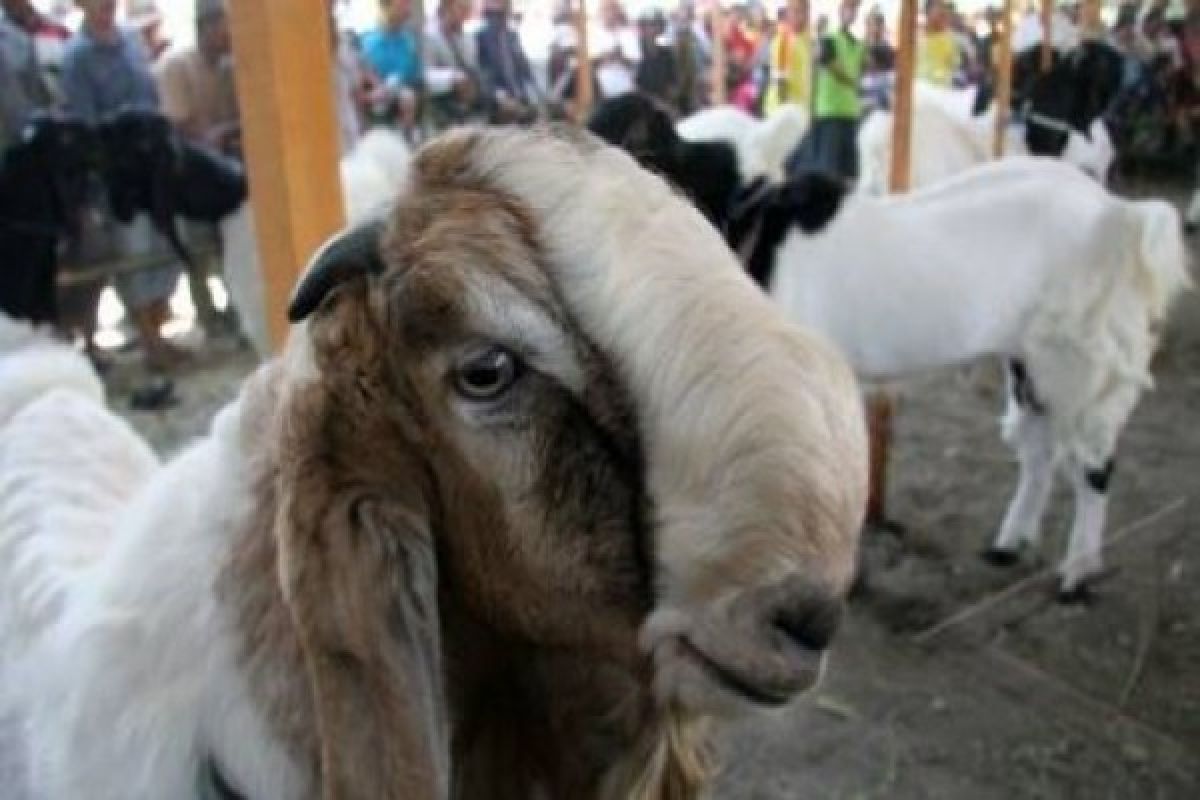 Kambing mati mendadak resahkan warga Pengasih