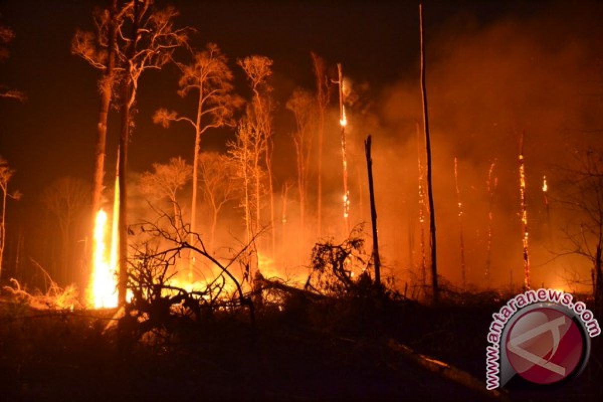 Satpol PP-Damkar sebut kebakaran hutan di Bangka Tengah ada unsur kesengajaan