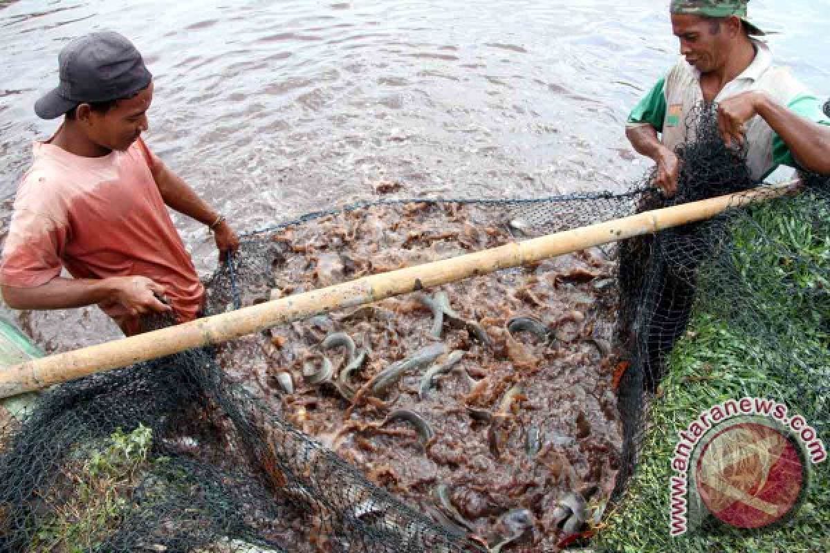 Tulungagung Kuasai Sepertiga Pasar Konsumsi Lele Jatim