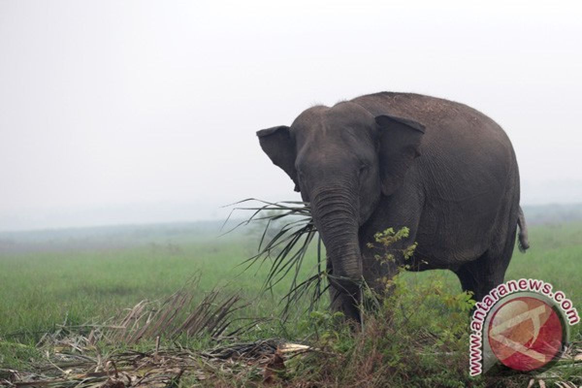 Puluhan gajah "terjebak" di air tawar