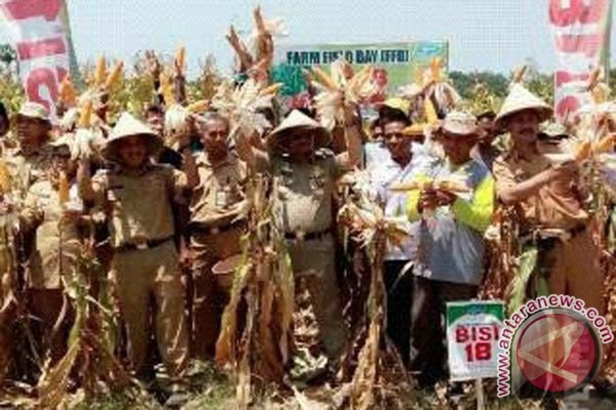 Gubernur Sulsel panen raya cabai di Takalar 