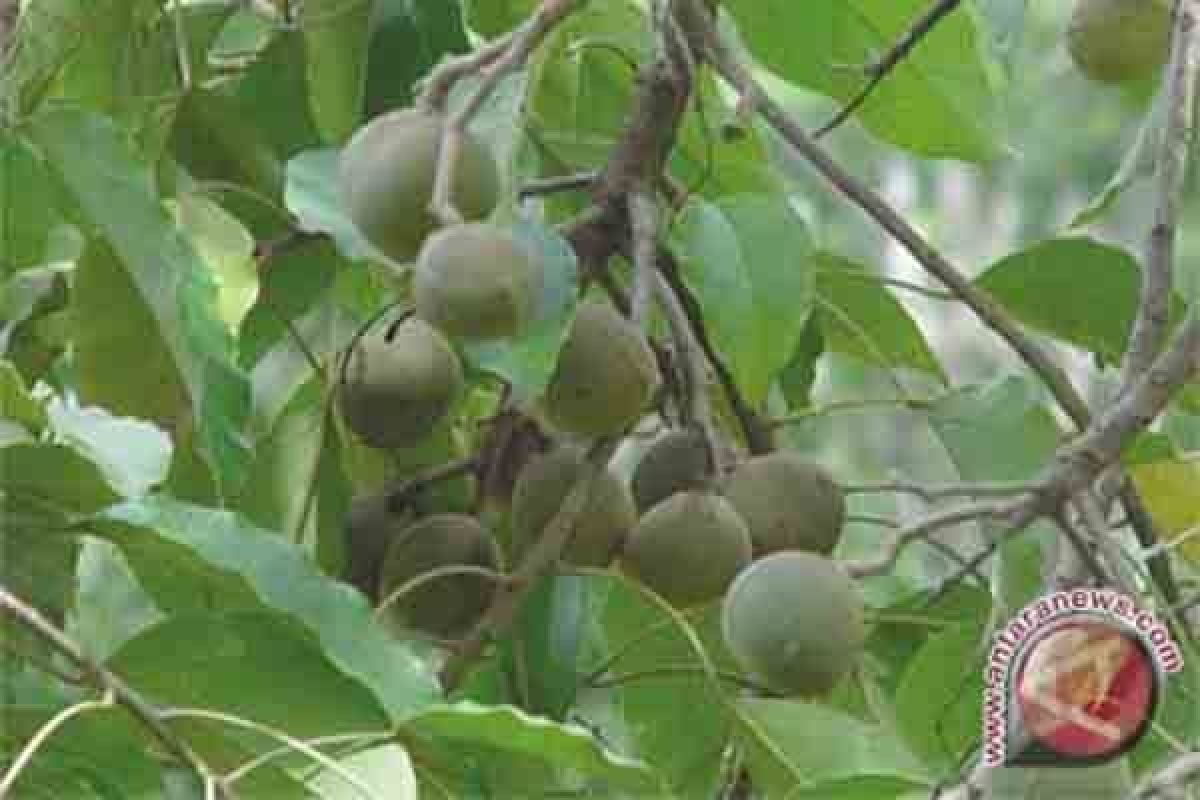 Petani Lampung Tengah Potensial Kembangkan Kemiri 