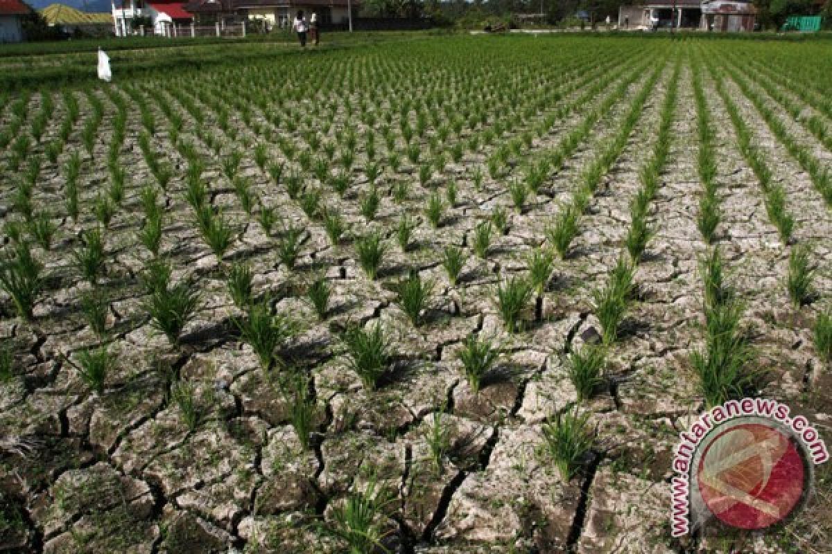 55.000 hektare lahan pada di Jambi gagal panen