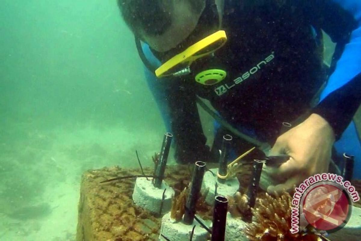 Kelompok Nelayan Jember Tanam Terumbu Karang di Pantai Papuma 