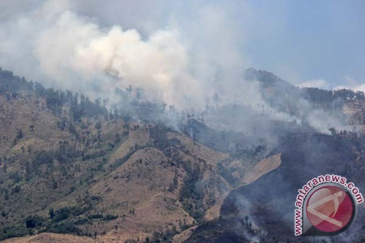 18,5 Ha hutan Taman Nasional Lore Lindu telah terbakar