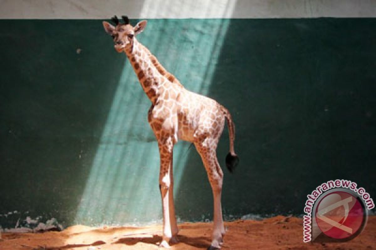 Jerapah di kebun binatang New York lahirkan anak