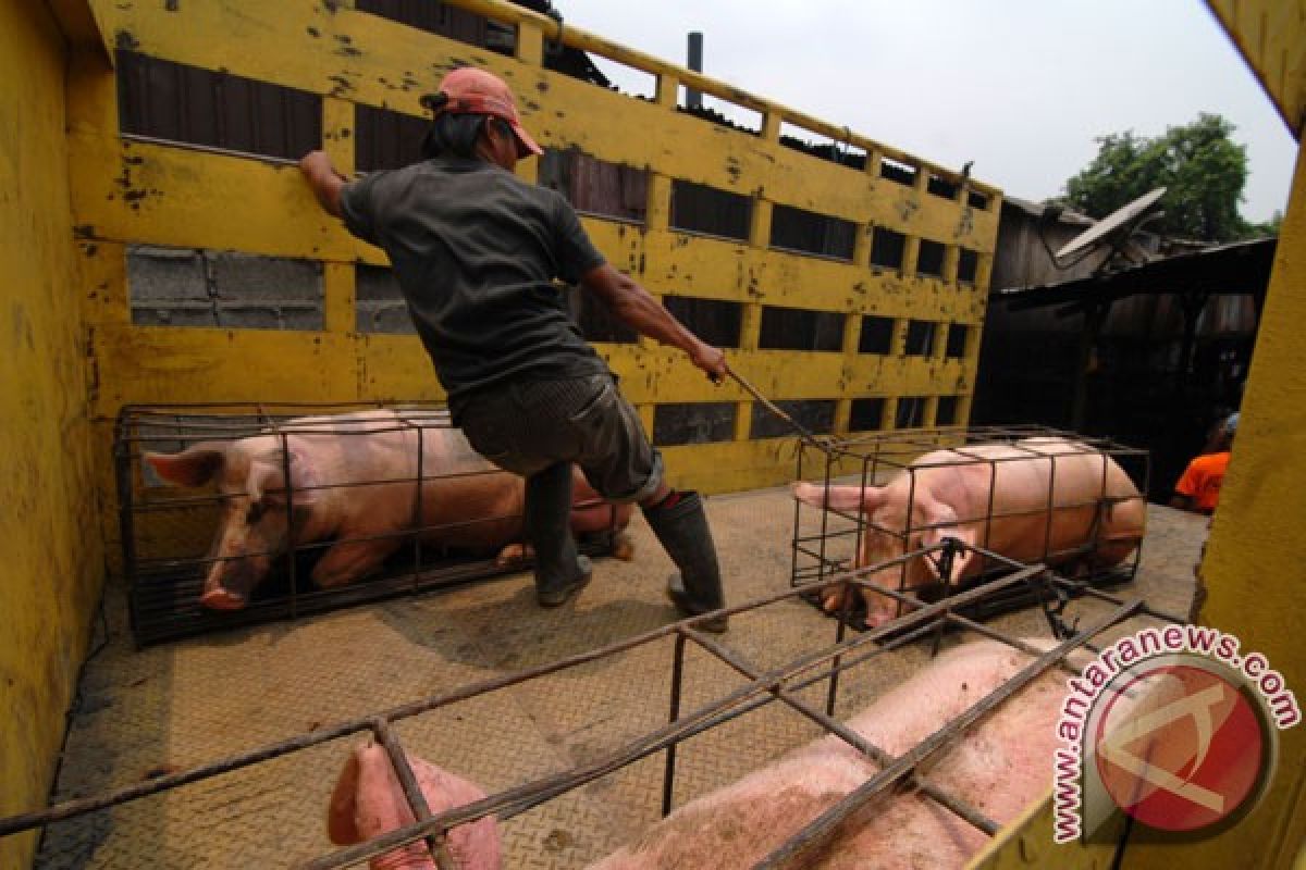 SBD datangkan 4.800 ekor babi/tahun dari Lombok