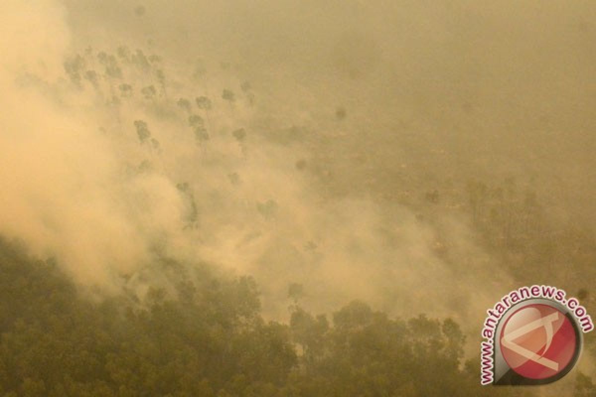 Giliran hutan di Sulawesi yang terbakar