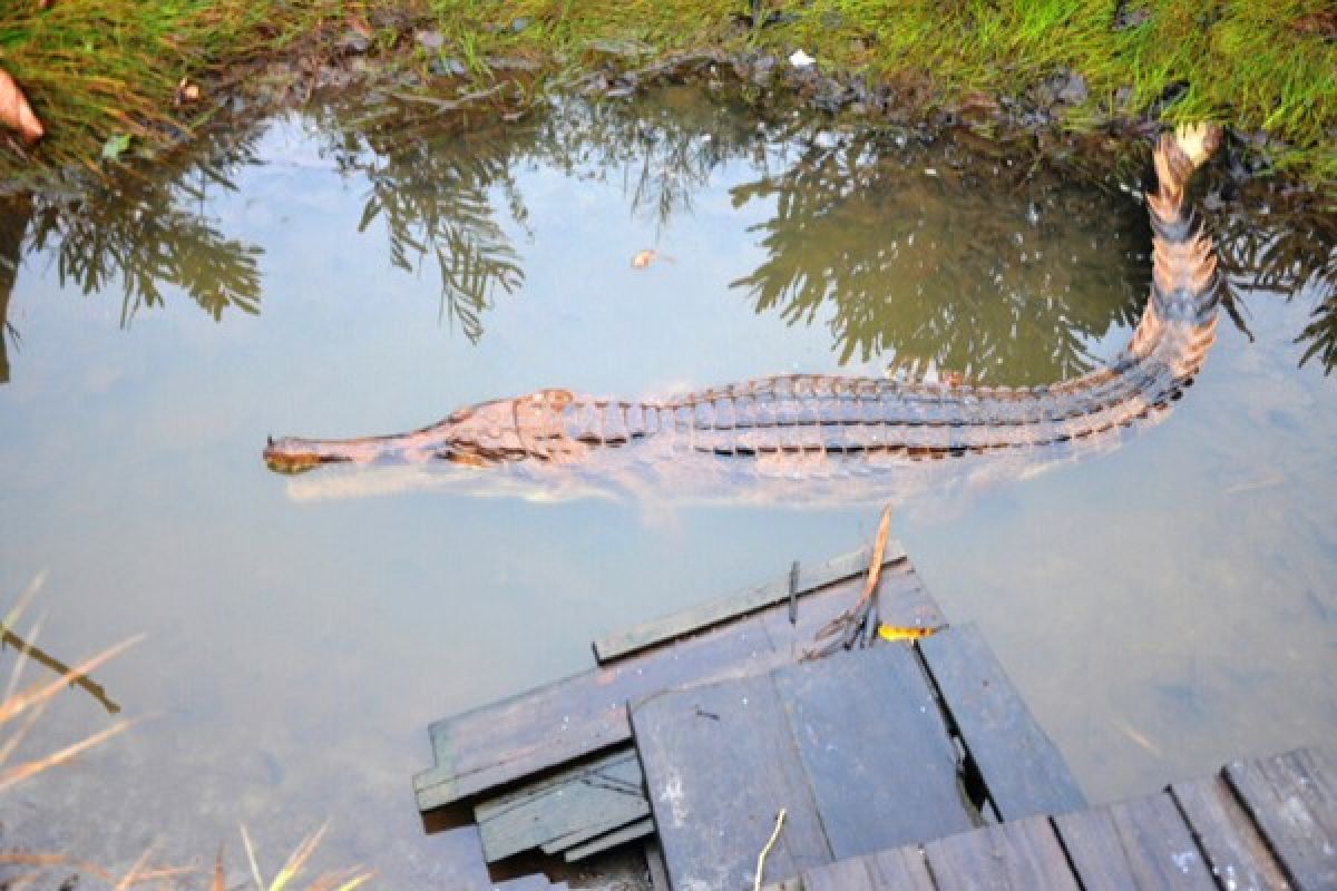 Diduga kelaparan, Buaya Terkam Manusia di Sungai 