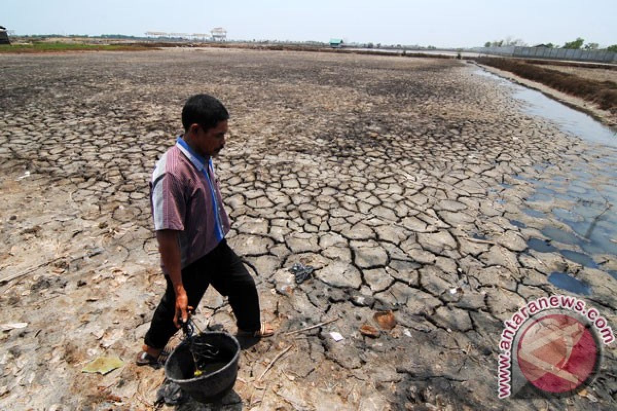 Petani tambak merugi akibat kekeringan