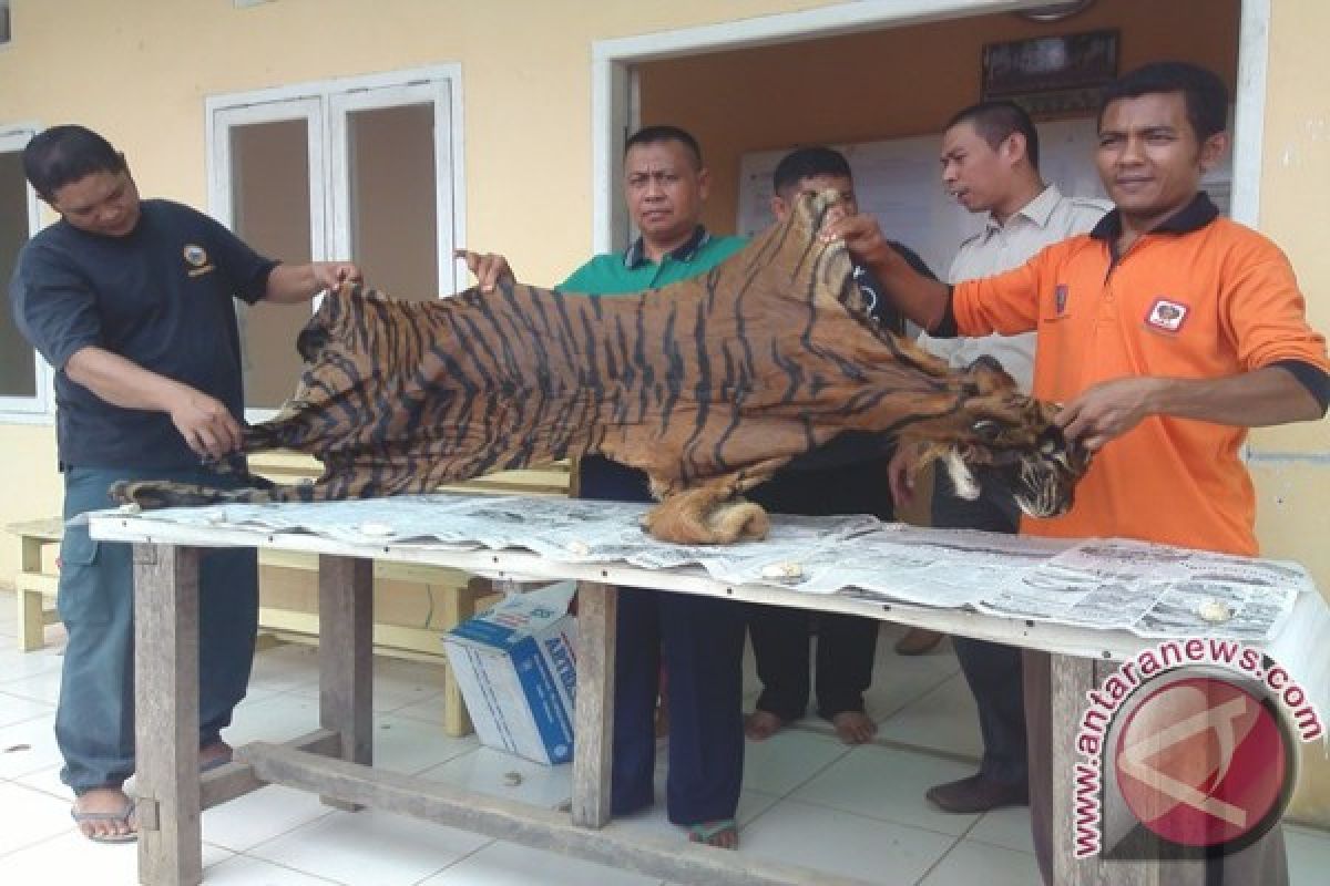 Polda Jambi  tangkap sindikat penjualan kulit harimau 