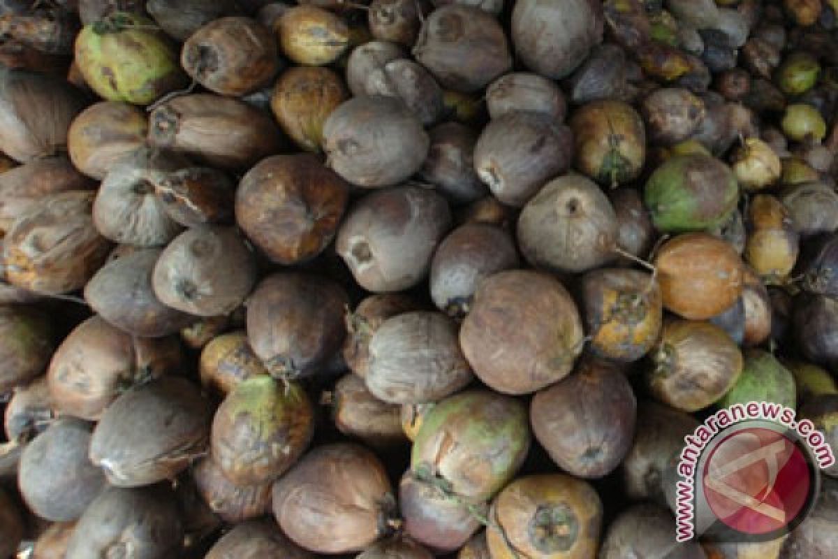 Mendag harap Sulut miliki zona perkebunan kelapa