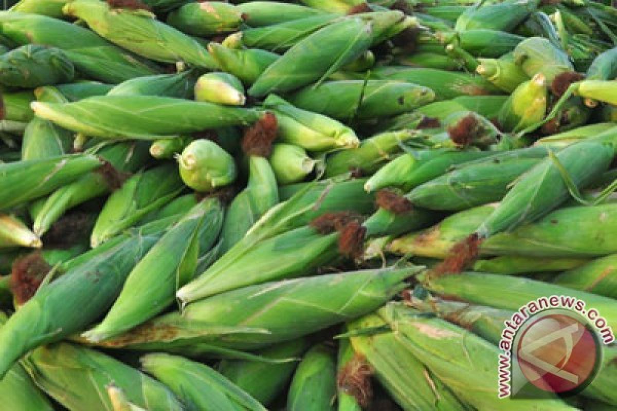 Perangi hama jagung, Zambia kerahkan militernya