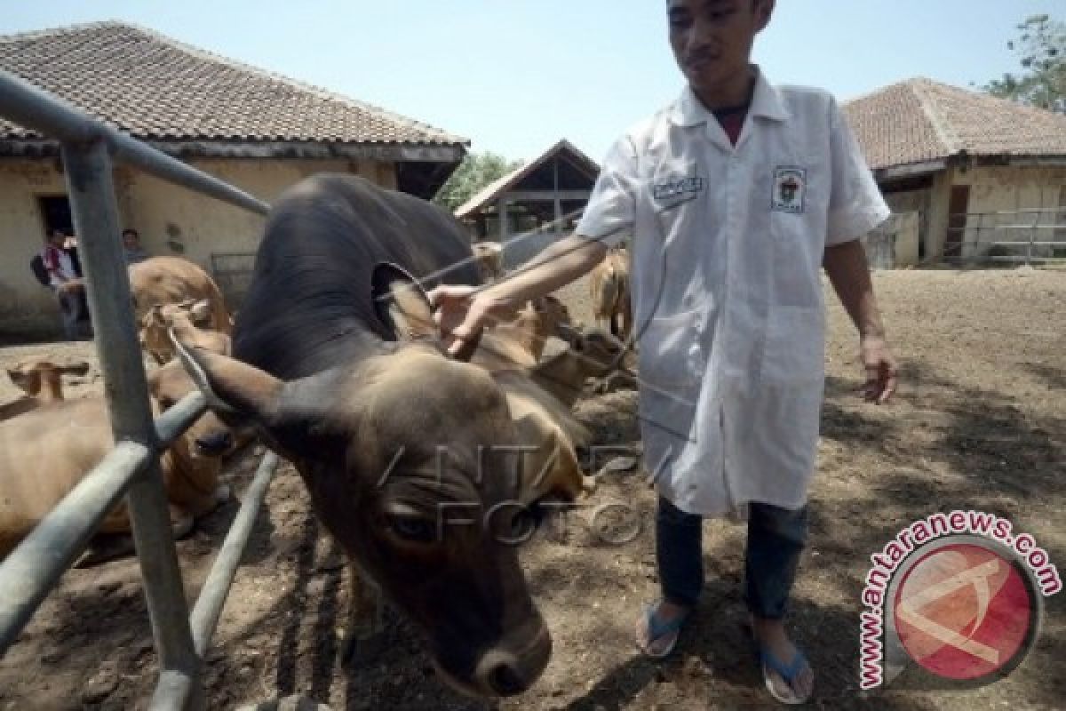 PENGEMBANGAN SAPI TANPA TANDUK