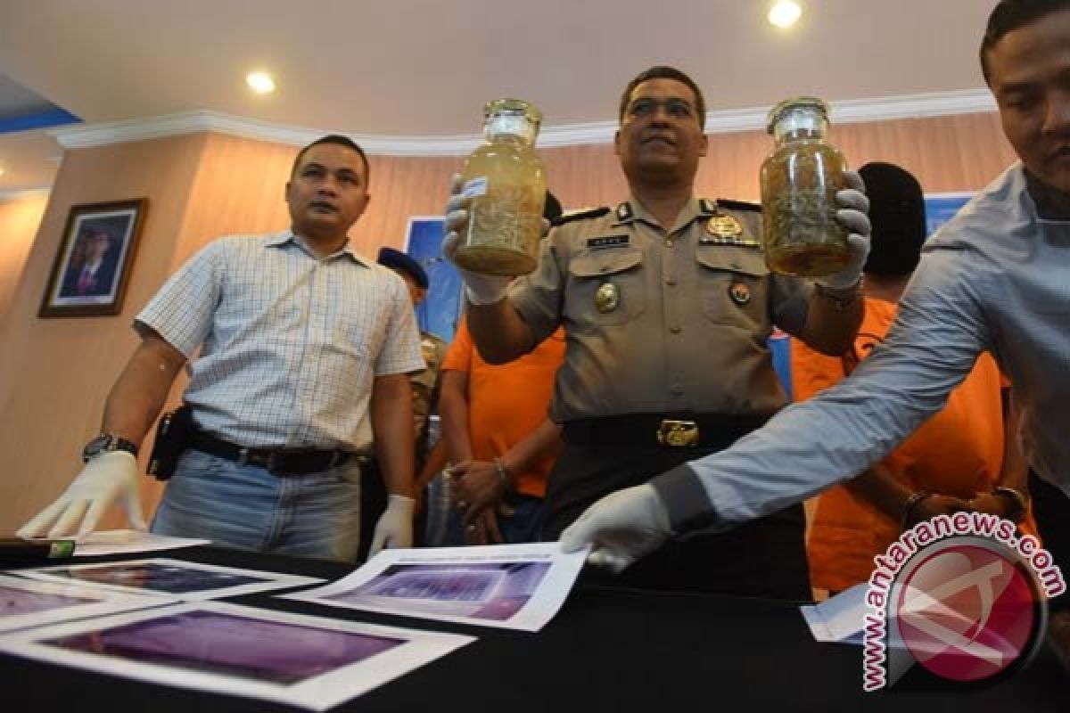 PN Denpasar sidangkan pelaku perdagangan benih lobster dilindungi