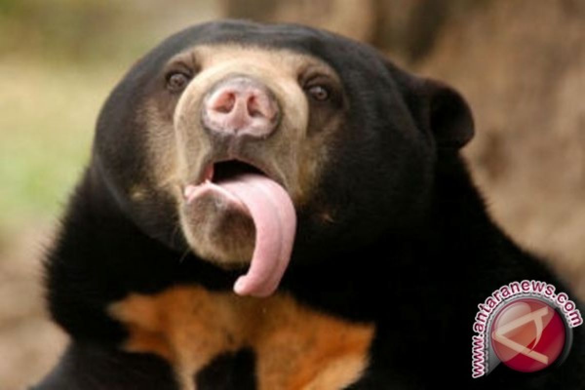 Sun bear, a new magnet to Sultan Adam Forest Park