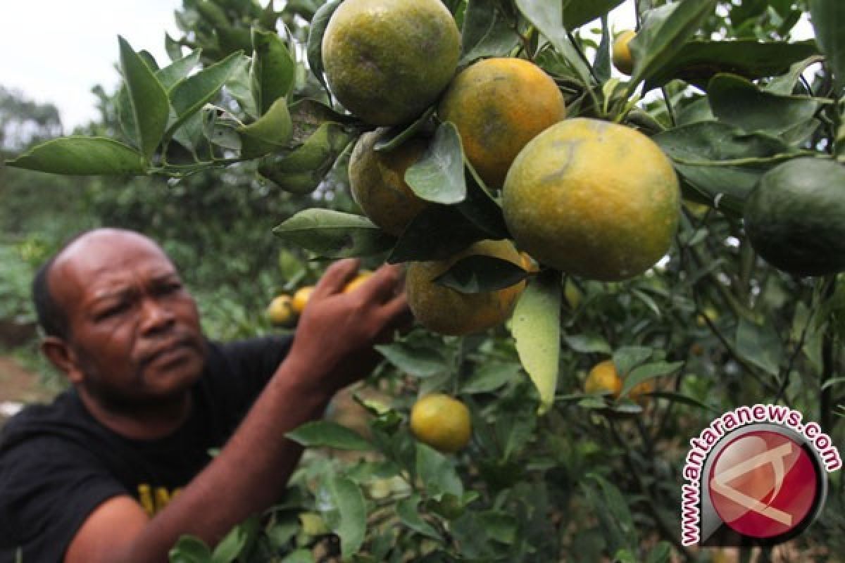 Lima Buah Ini Bagus Untuk Sehatkan Kulit