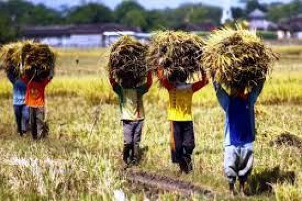 KTNA Banten : Asuransi Pertanian Dongkrak Produksi Pangan