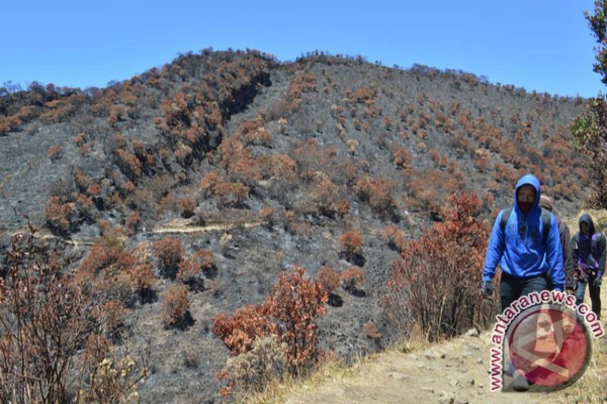 Dead Toll in Mount Law Forest Fire up to 7 Mountain Climbers