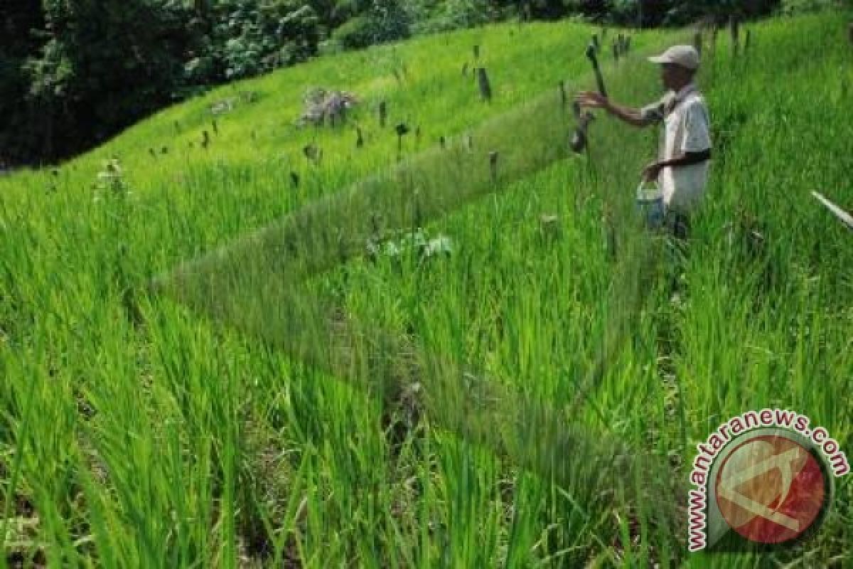 Seruyan Mulai Kembangkan Padi Berteknologi Hazton 