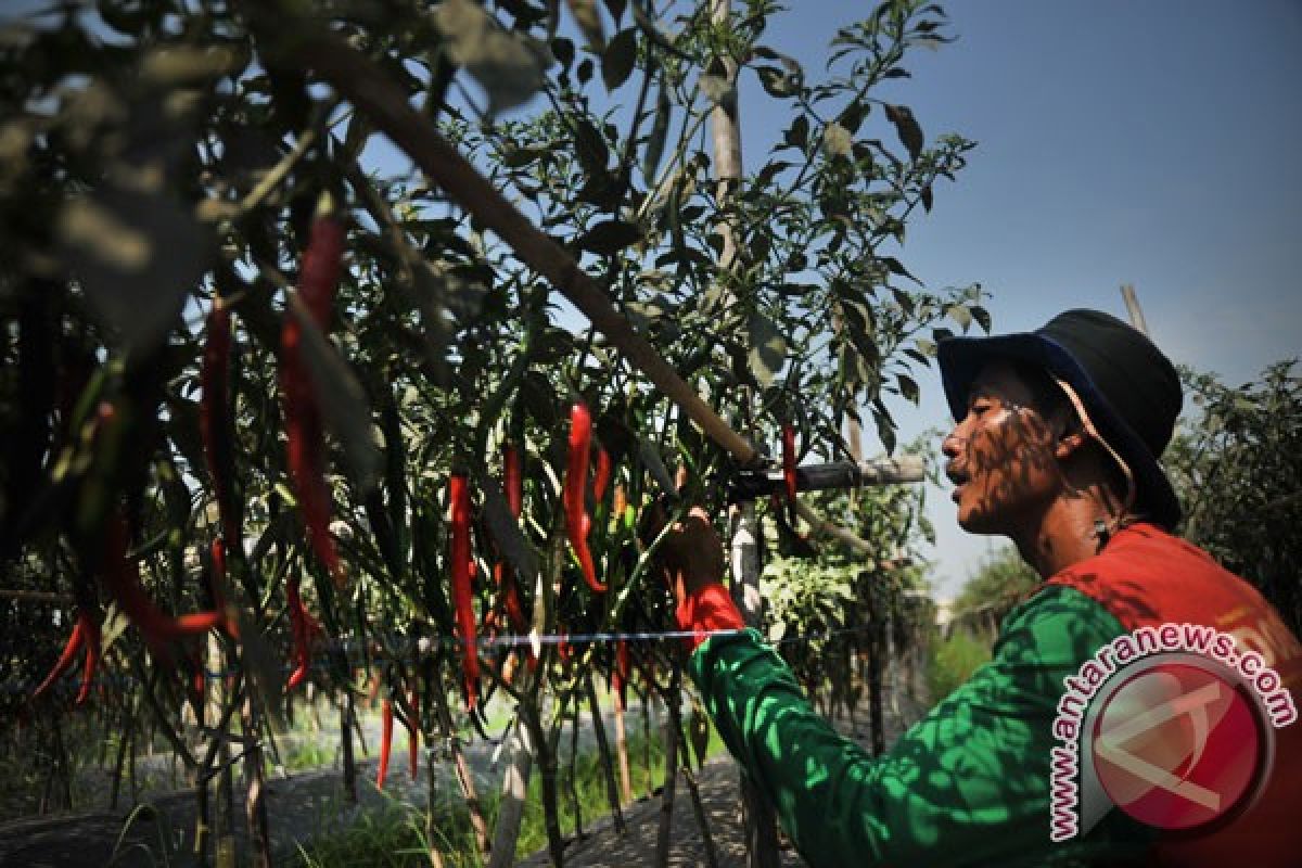 Kementan bantu Rp4 miliar untuk tingkatkan produksi cabai Maluku Utara