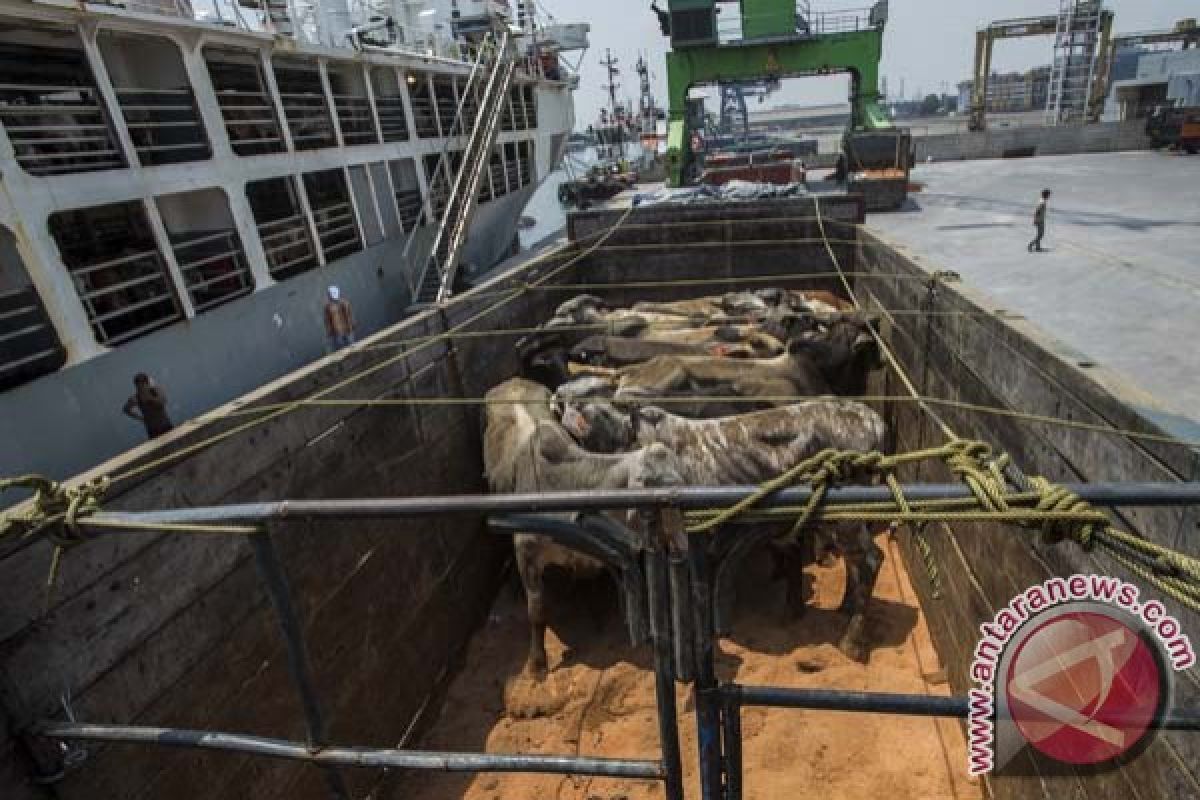 Mendatangkan sapi dari timur