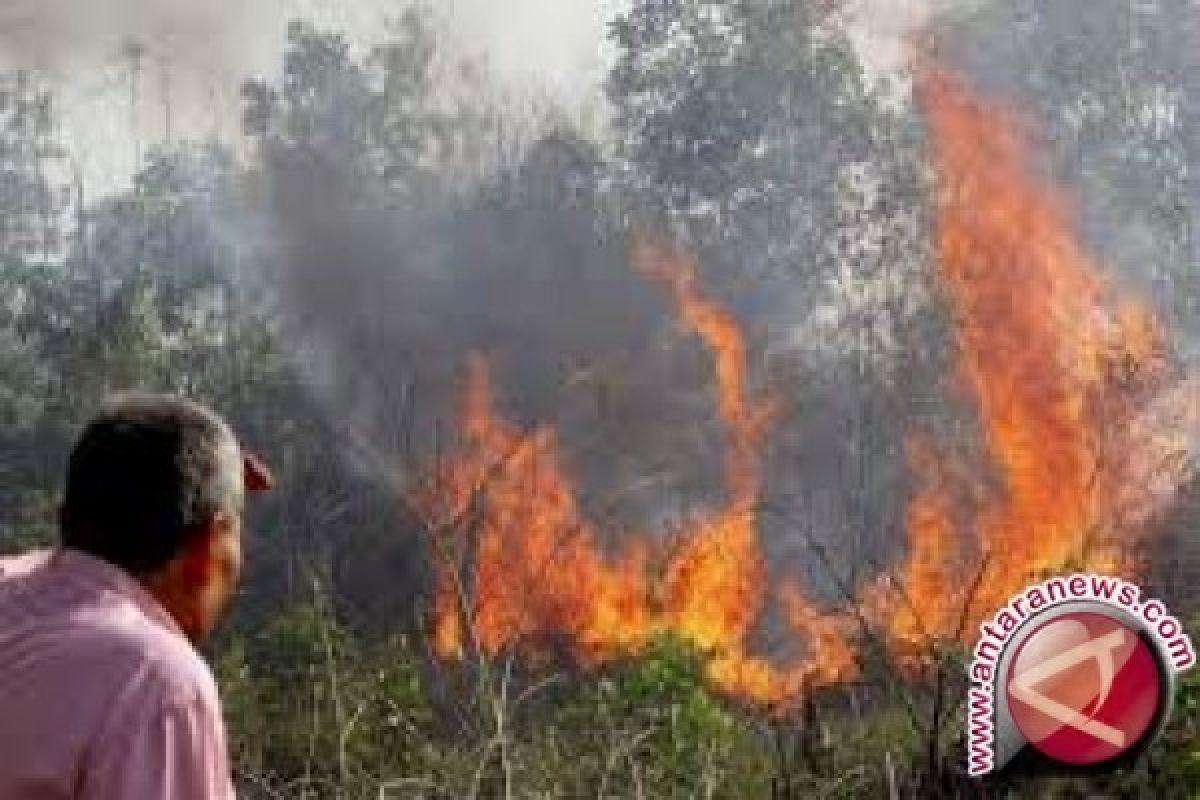 Kebakaran Di Tolitoli Ludeskan Ribuan Pohon Cengkeh 