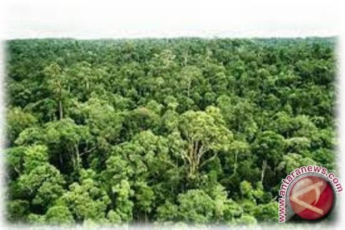 WWF: Papua kehilangan 1,42 miliar dolar akibat penebangan pohon