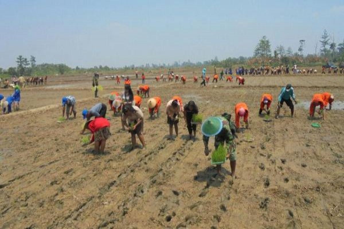 Kodim dan Pemkab Nabire tanam padi serentak