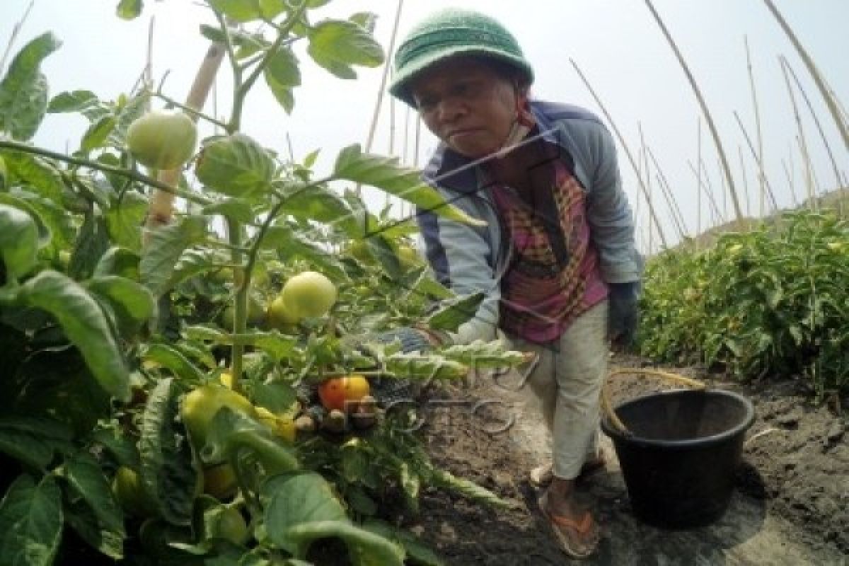 Petani Tomat Tabanan Merugi Akibat Kekeringan