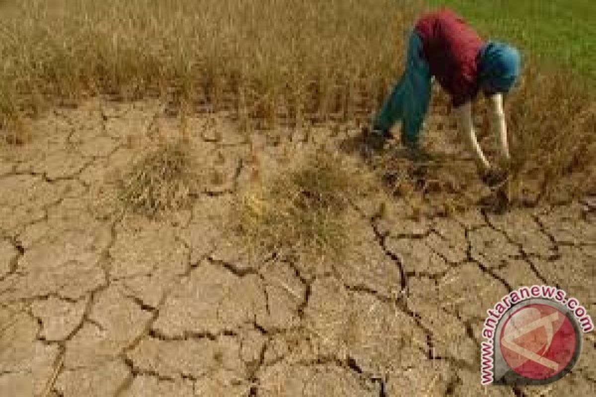 300 haktare lahan pertanian di Sulut alami kemarau