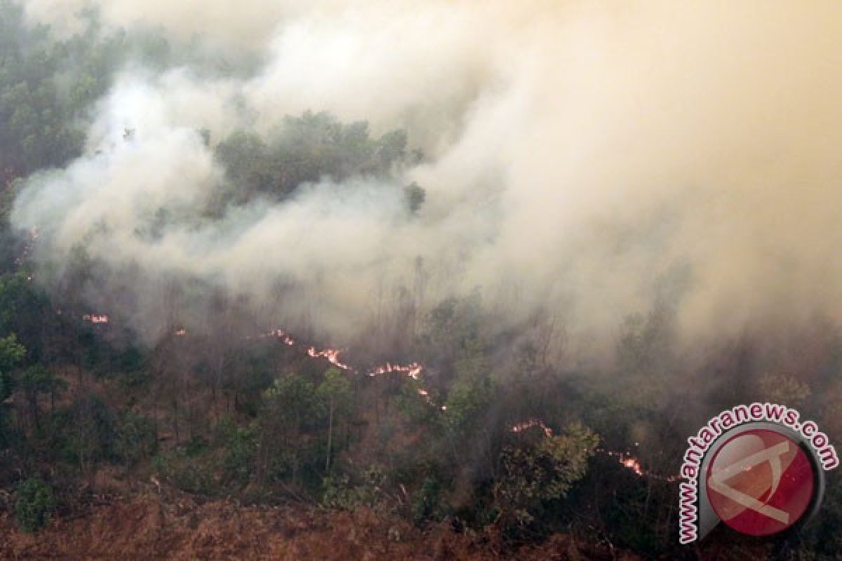 Untuk cegah kebakaran hutan perlu skema insentif disinsentif