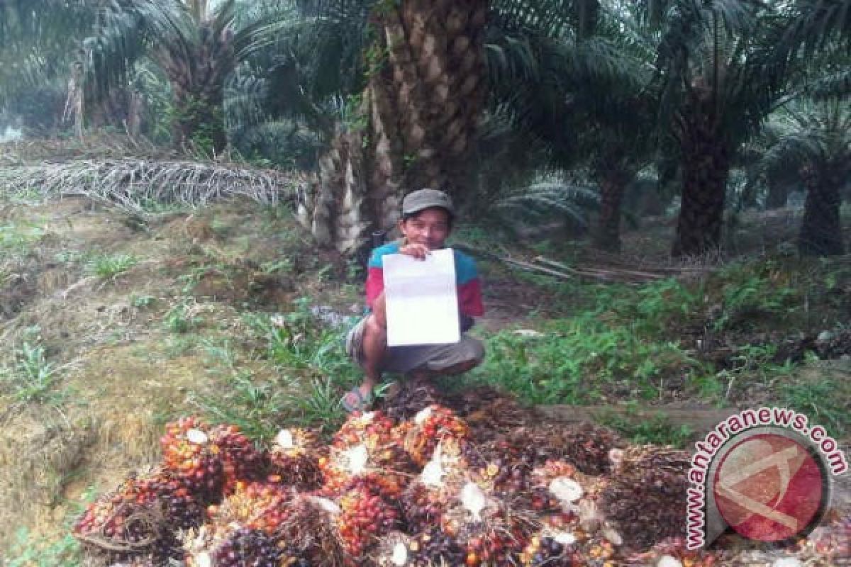 Ribuan Hektare Lahan Petani Sekadau Gunakan Bibit Sawit yang Kualitasnya Meragukan