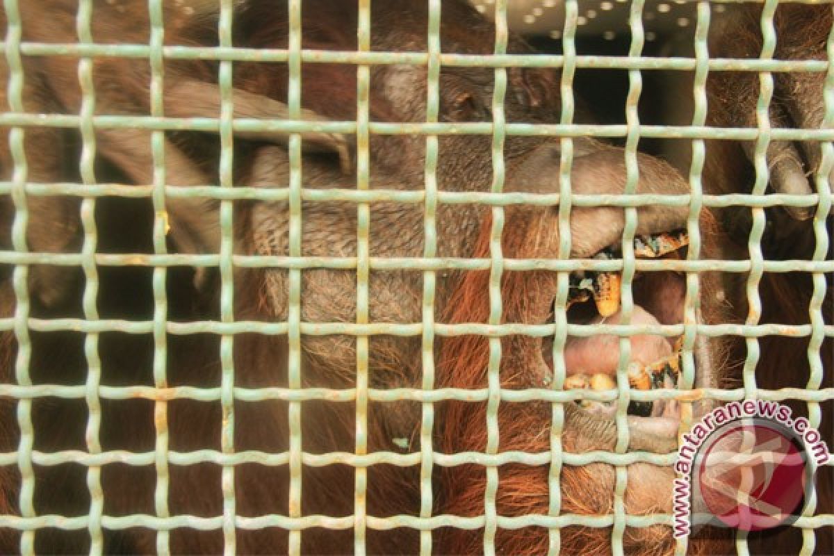 Untuk Rehabilitasi Orangutan, PT SSMS Berikan Lahan Seluas 1.434 Hektare