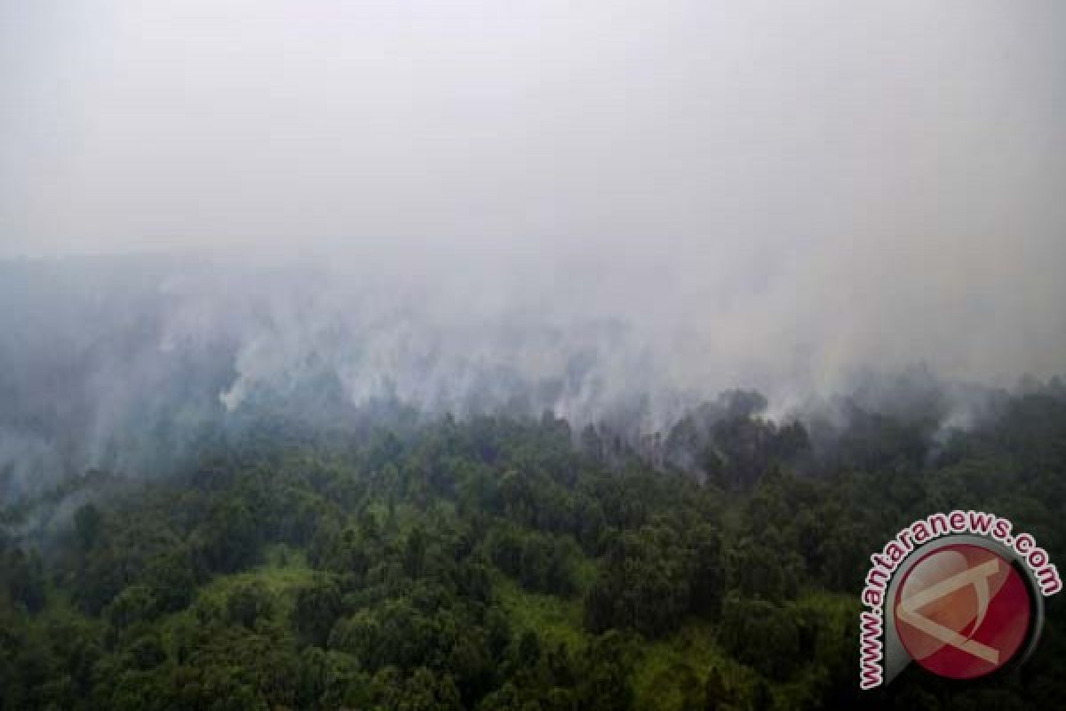 Kebakaran Hutan Luwu Timur capai 541,85 hektare