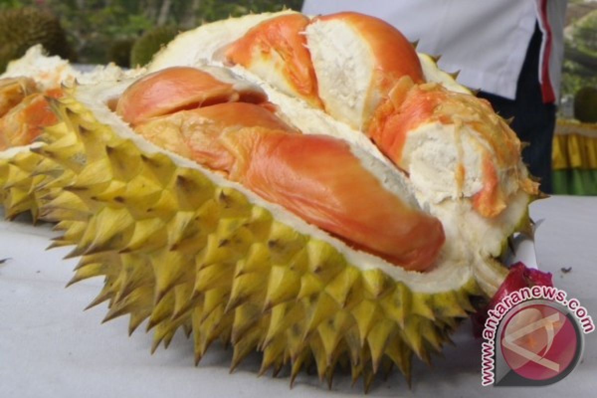 Banyuwangi Perbanyak Benih Durian Merah dari Induk