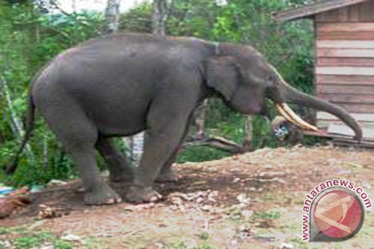 Gajah liar mengamuk akibat kebakaran hutan Riau