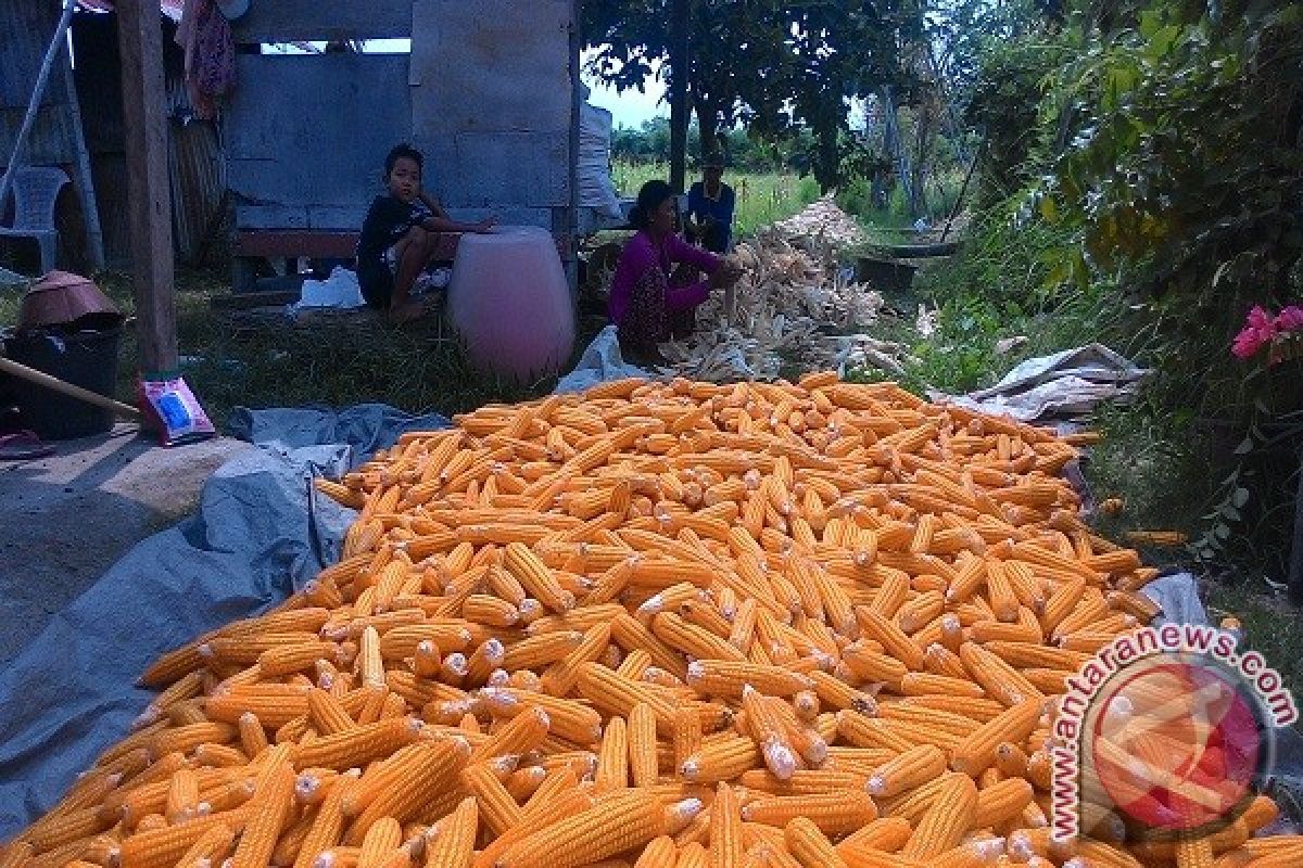 Petani Buleleng Siasati Kemarau Dengan Tanam Jagung