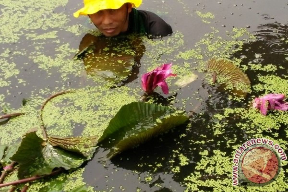 Melingai Hijaukan Sungai Dengan Teratai