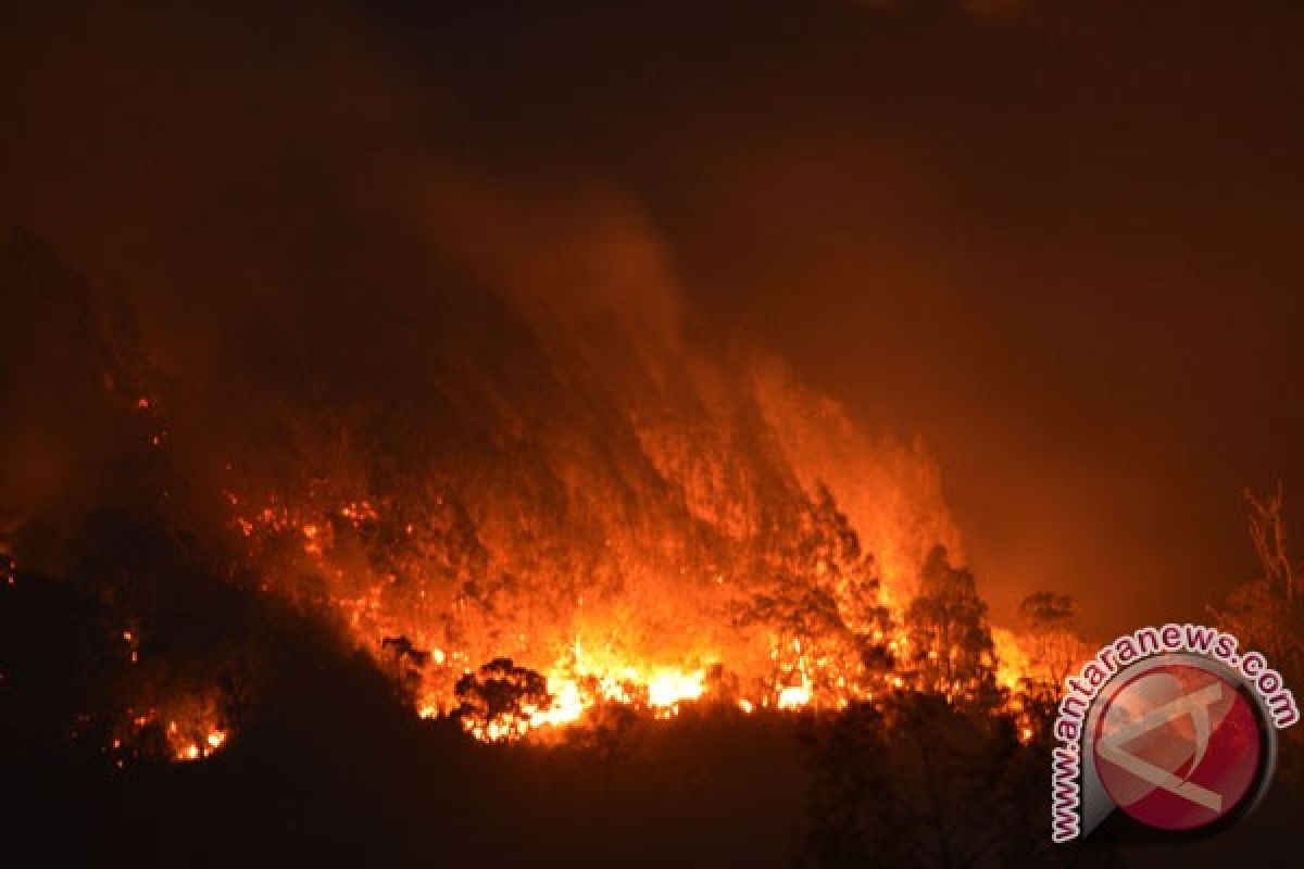 Kebakaran hutan di Gunung Lawu meluas