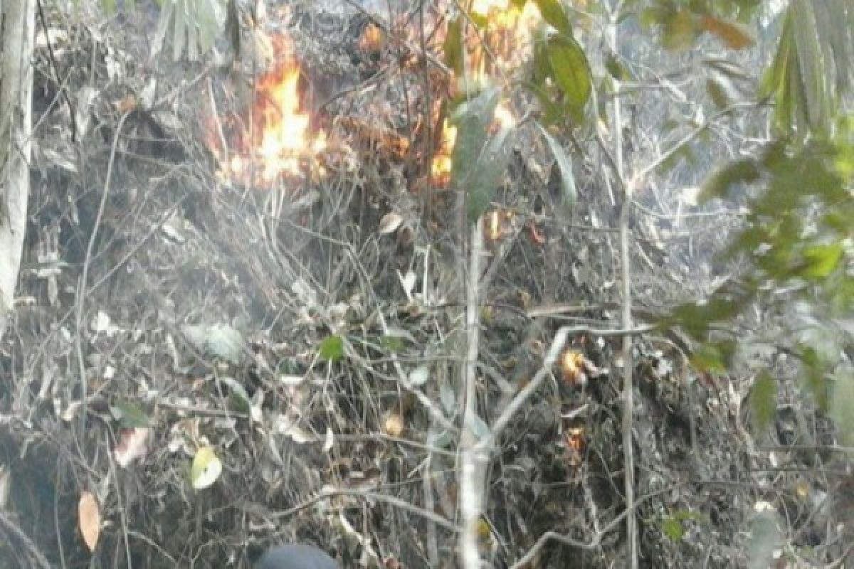 BMKG : tinggal 17 titik api di Papua