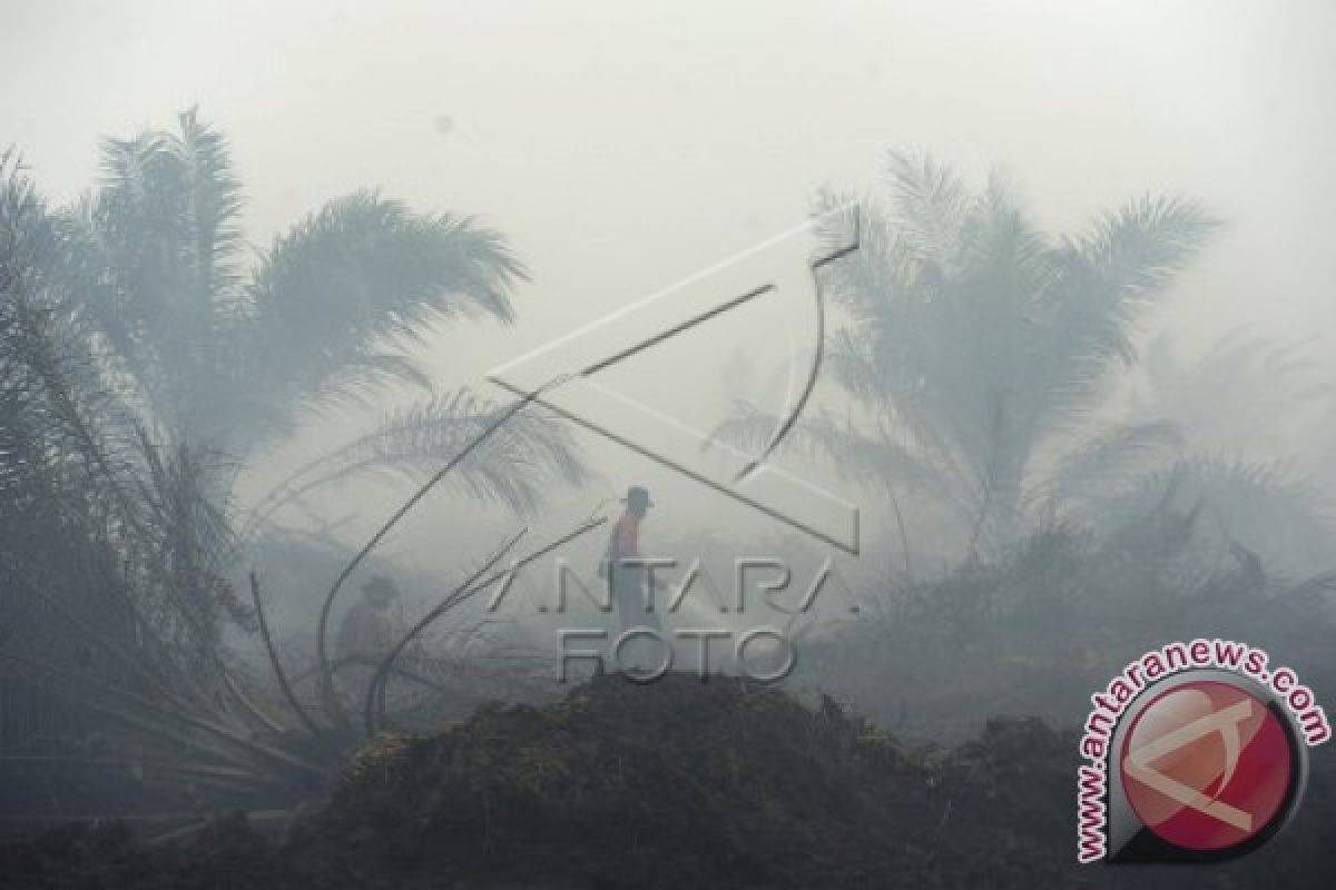 15.600 hektare lahan di Jambi terbakar