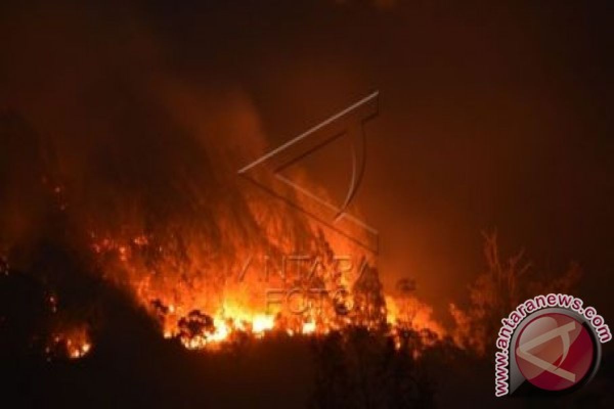 291 Hektare Lahan Tebu Pabrik Gula Terbakar