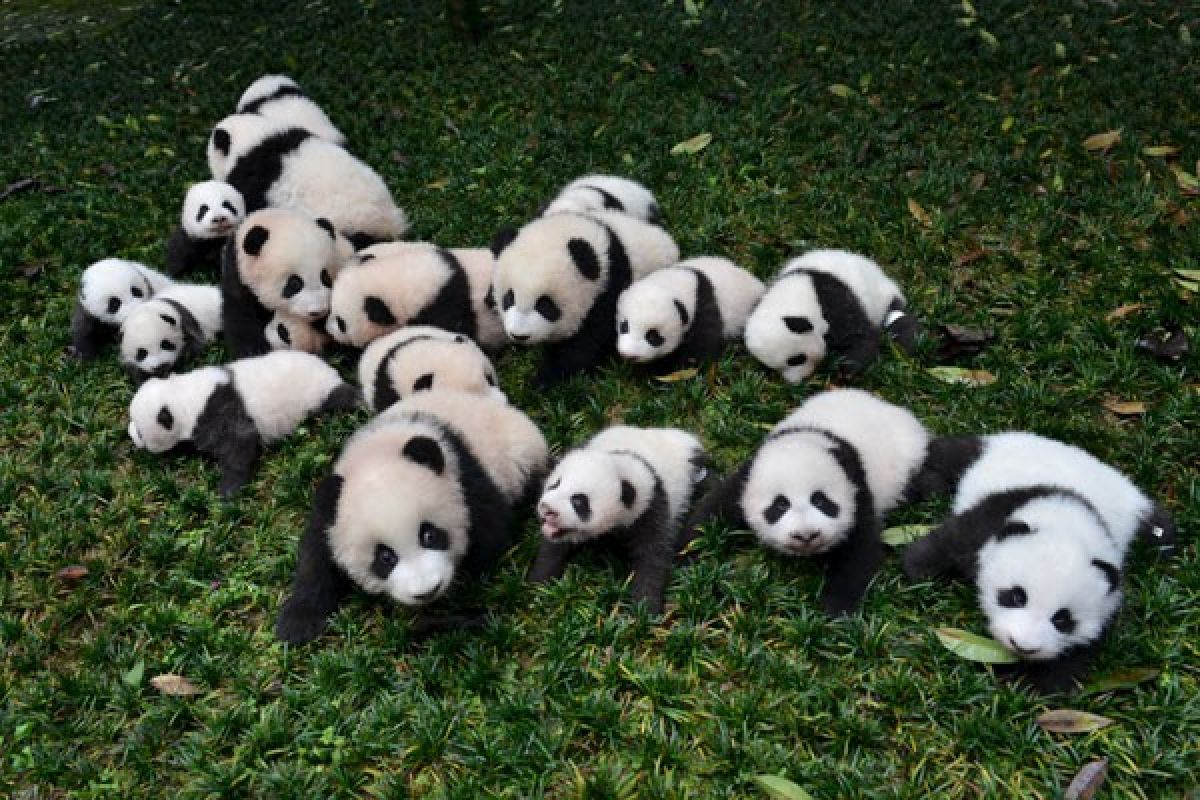 Bayi panda lahir di kebun binatang Belgia