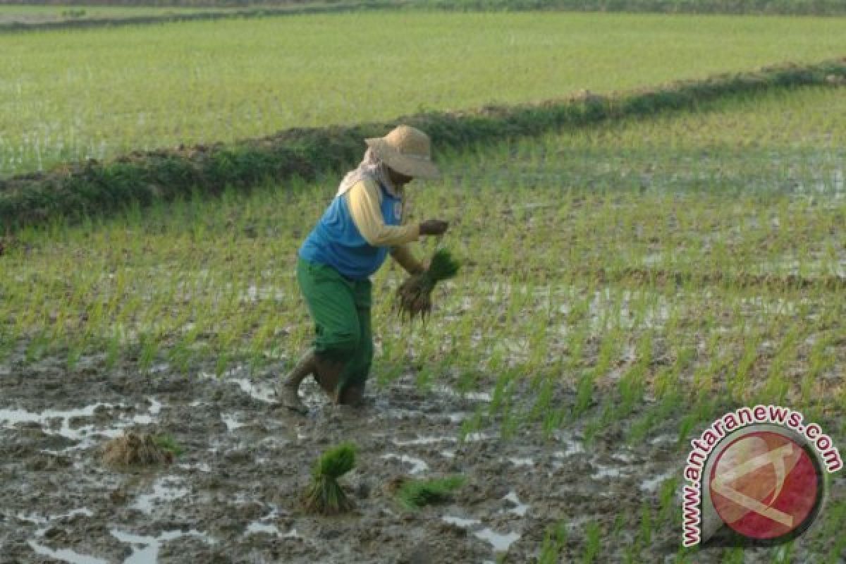 Petrokimia Masih Cek Kelangkaan Pupuk di Tuban