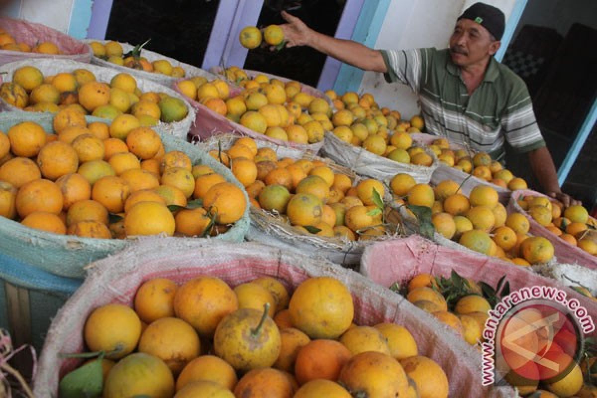 Hama rusak jeruk garut menjelang matang